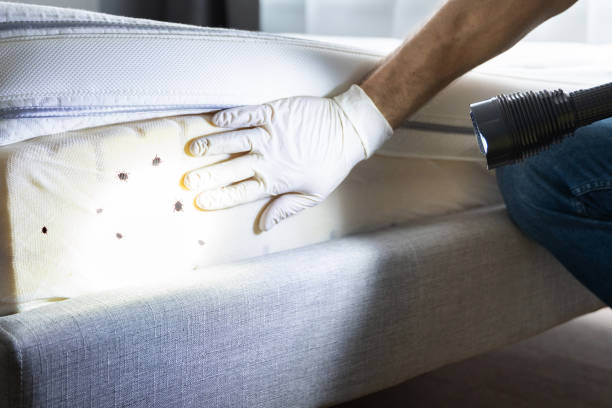 Trusted Rohnert Park, CA Pest Control Experts
