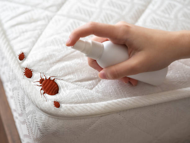 Best Spider Control Near Me  in Rohnert Park, CA