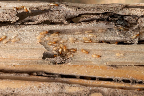 Best Best Pest Control Companies  in Rohnert Park, CA