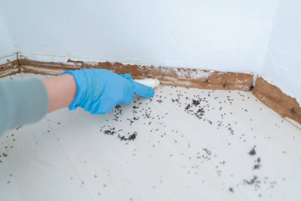 Best Local Pest Control Services  in Rohnert Park, CA